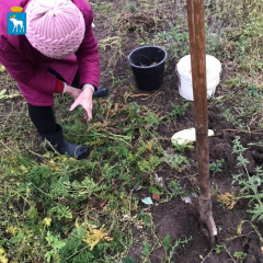 Волонтер Евгений Смирнов помог пенсионерке собрать урожай с грядок